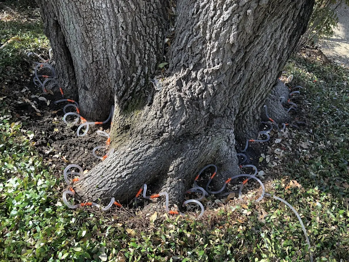 Detailed Tree Cabling and Bracing job site in Ohlman